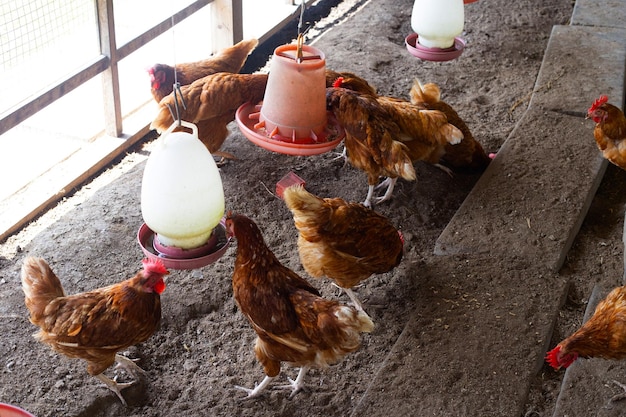 Hens in the chicken farm Organic poultry house