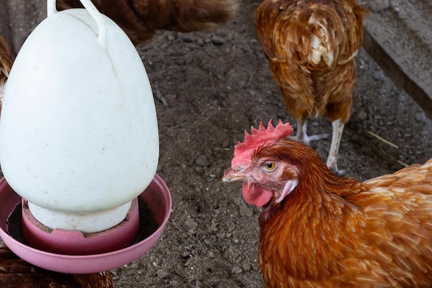 Hens eating food on chicken farm Organic poultry house