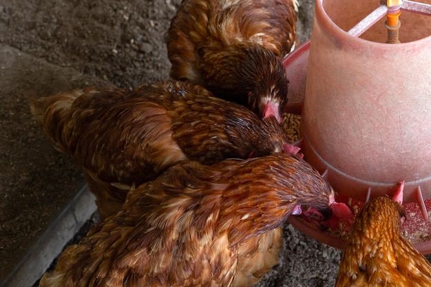 Hens eating food on chicken farm Organic poultry house