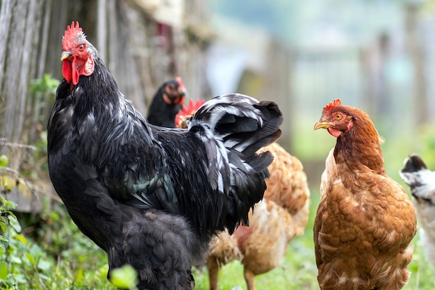 Hens feeding on traditional rural barnyard. Close up of chicken on barn yard. Free range poultry farming concept.