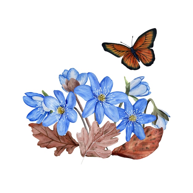 Hepatica blue spring flowers leaves watercolor composition Botanical illustration Isolated on white