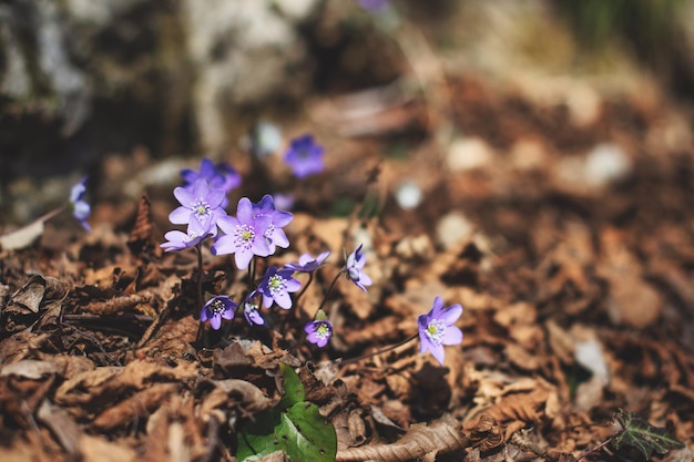 Hepatica nobilis flowers in spring in the woods on the Lombard preAlps in Italy