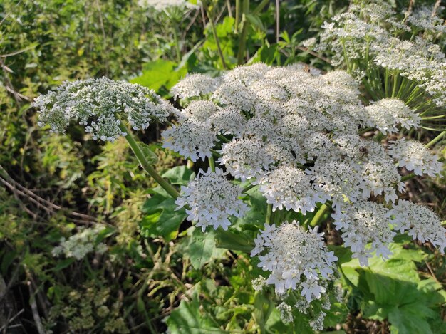 Photo heracleum sosnowskyi hogweed sosnovskys borscht weed white flowers