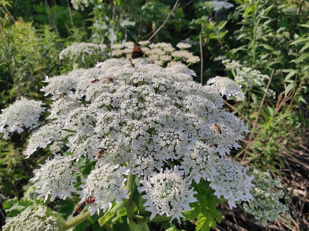 Photo heracleum sosnowskyi hogweed sosnovskys borscht weed white flowers