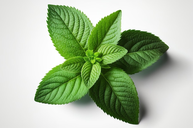 A herb leaf White background with fresh mint solitary mint leaves by using a clipping path