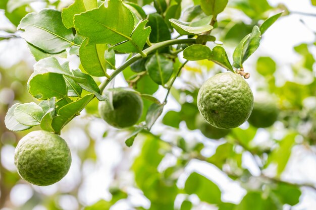 Photo herb plants, bergamot