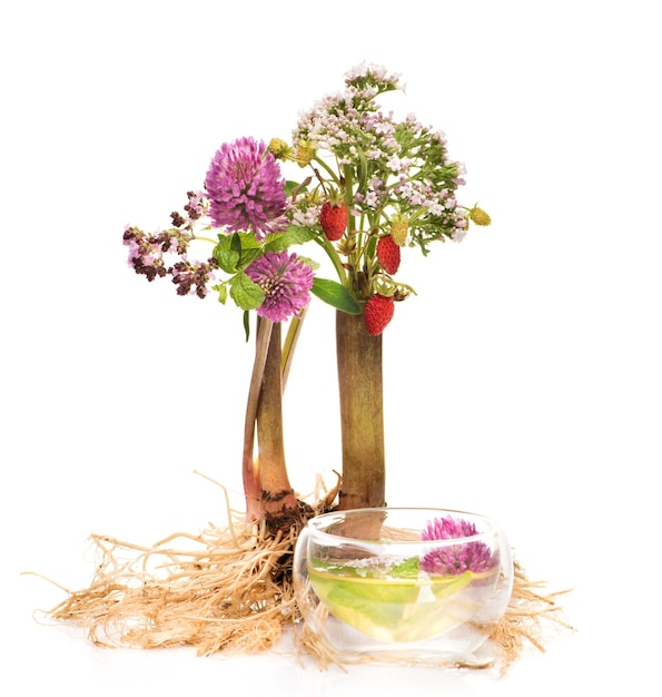 Herbal tea herbs and flowers Herbal medicine concept