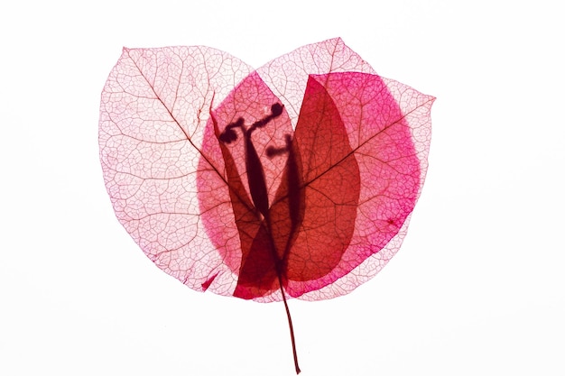 Herbarium from plant or flower of pressed and dried leaf on white background flat