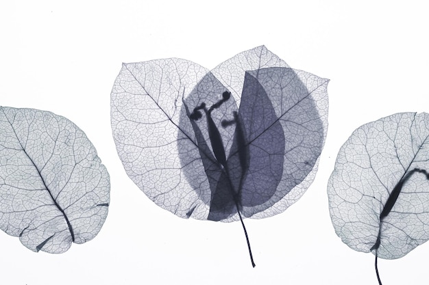 Herbarium from plant or flower of pressed and dried leaf on white background flat