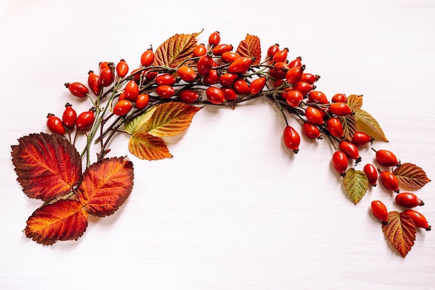 herbarium of rose hips and autumn dried leaves