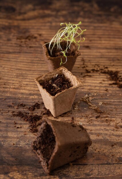 Herbs seedlings in biodegradable pot on wooden table close up Urban gardening