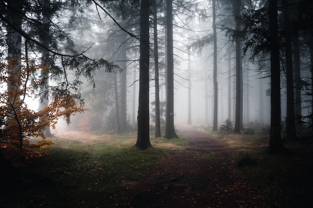 Herbstwald mit Nebel am Abend