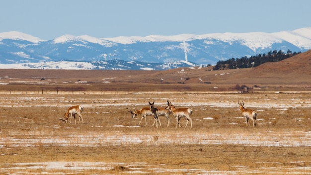 Herd of antelope.