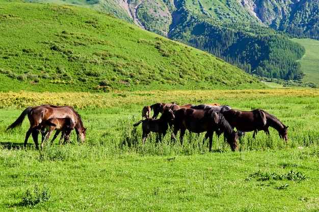 Herd of beautiful horses grazing on a field