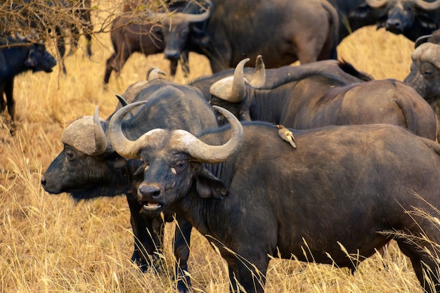 Photo a herd of buffalo in the grasslands of the serengeti with symbiotic bird