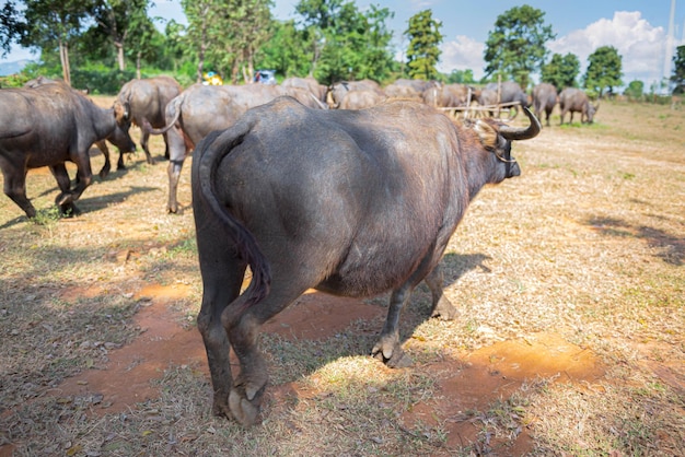 Herd of buffalo walking on the field to feed the naturai tood to animal and livestock concept