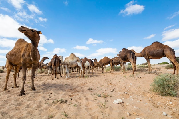 Herd of camels on moroccan sahara Camels in the moroccan desert