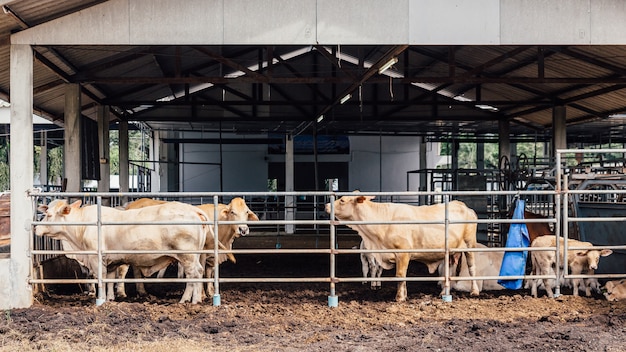 Herd of cows close-up on American Thai Brahman cows in cowshed on dairy farm.