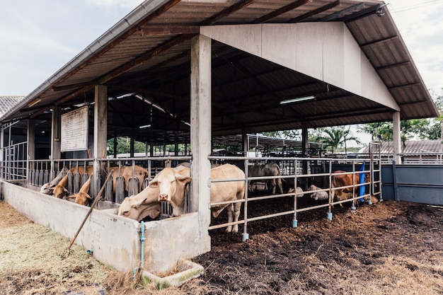 Herd of cows close-up on American Thai Brahman cows in cowshed on dairy farm