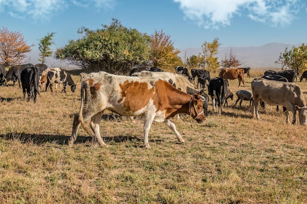 A herd of cows graze in autumn on pastures in agriculture and livestock