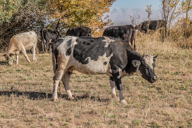 A herd of cows graze in autumn on pastures in agriculture and livestock