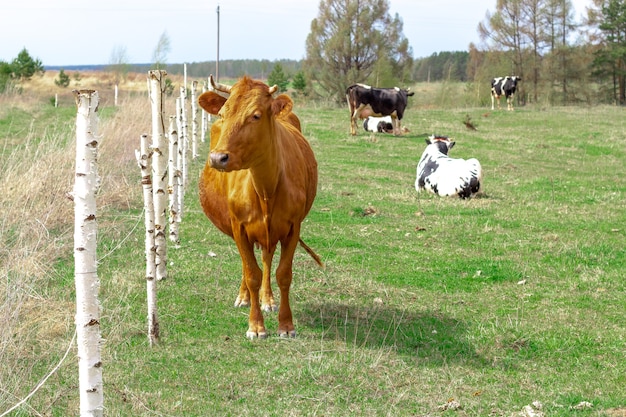 A herd of cows graze on a green meadow in the spring. In the foreground is a portrait of a red cow.