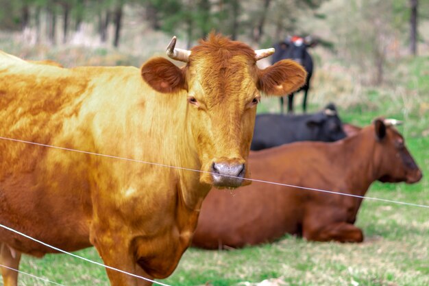 A herd of cows graze on a green meadow in the spring. In the foreground is a portrait of a red cow.