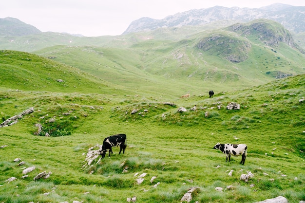 A herd of cows grazes on green hilly meadows in the mountains