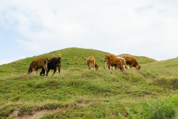 A herd of cows grazes on a pasture in the highlands of Georgia