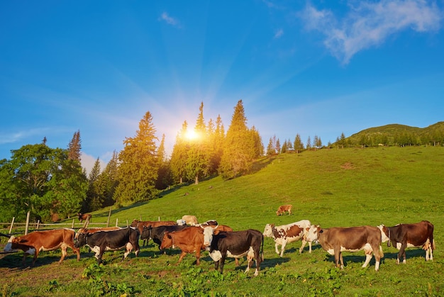 Herd of cows grazing on mountain