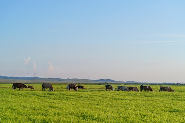 Herd of cows on an open meadow in summer