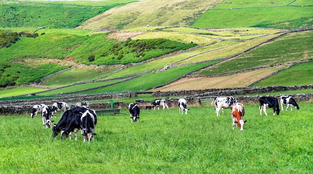 Herd of dairy cattle grazing in a meadow in the Azores