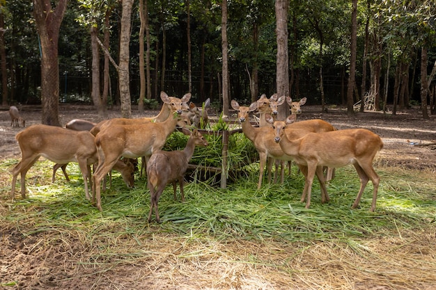 Herd of deer eating grass in the zoo