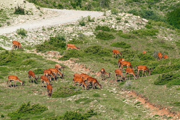 A herd of deer grazes on a mountain slope