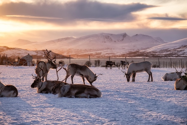 A herd of deer in the snow during sunset Animals in wildlife Winter landscape during sunset with deer Tromso Norway travel