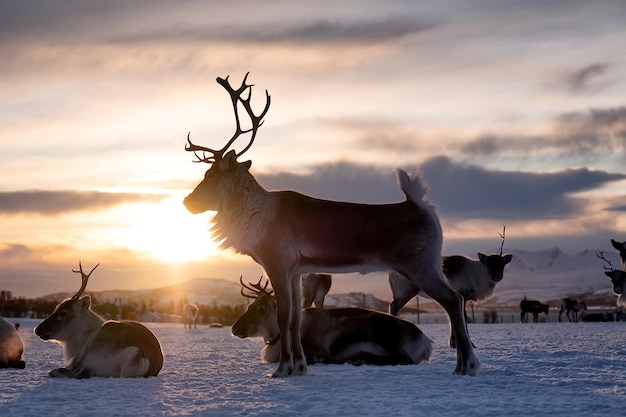 A herd of deer in the snow during sunset Animals in wildlife Winter landscape during sunset with deer Tromso Norway travel