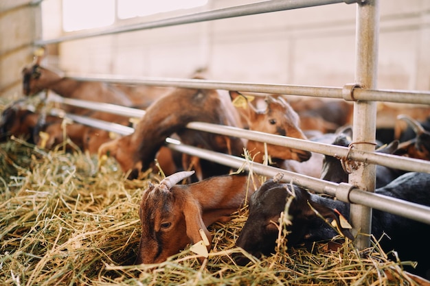 Herd of goats eats hay leaning out from behind the fence and burrowing into it with their muzzles