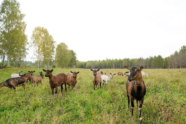 Herd of goats on the eco farm. Brown goats standing in green meadow and looking at the camera.