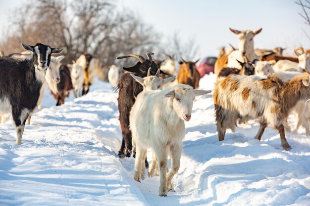 Herd of goats in the snow Goat herd in winter