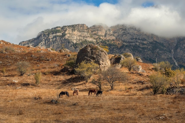 A herd of horses on the background of a mountain peak Beautiful horses in an autumn meadow poses against the background of a high misty mountain Ingushetia region