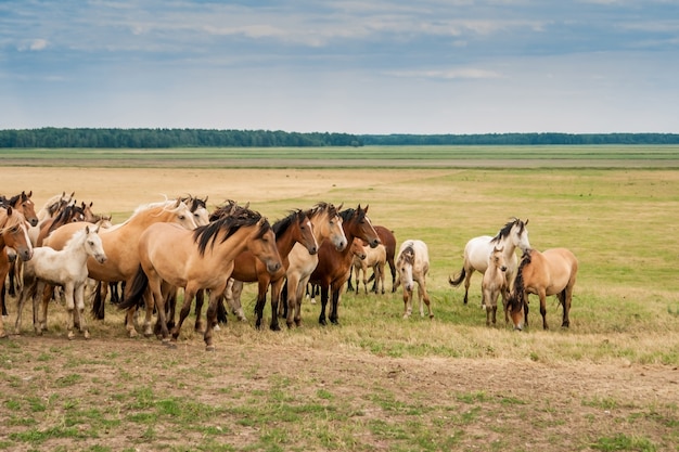 Herd of horses on the field