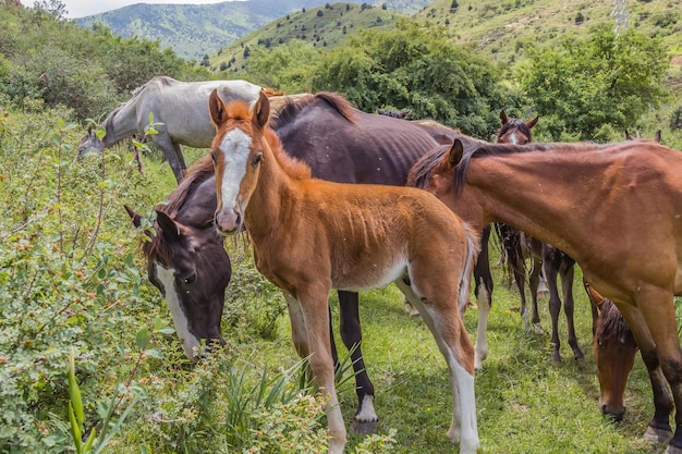 A herd of horses grazes in the highlands