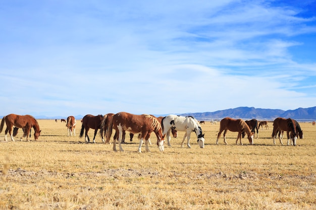 Herd of Horses Grazing