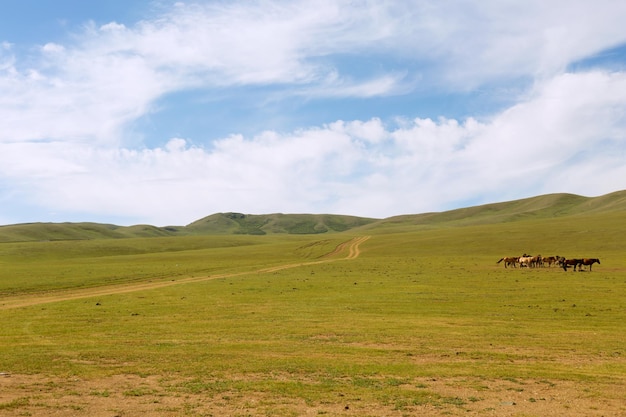 Herd of horses in the pasture in the steppe