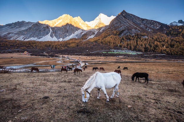 Herd of horses on peak meadow with shining mountain at sunset 