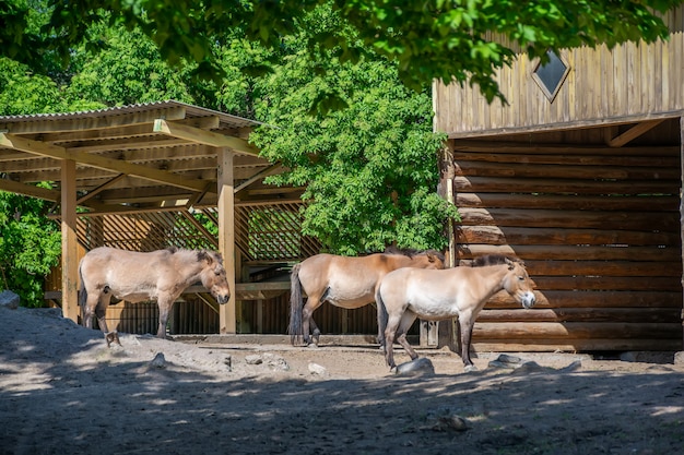 A herd of horses rests in the zoo