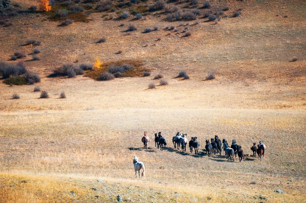 A herd of horses running in the mountains. Altai Republic, Siberia, Russia