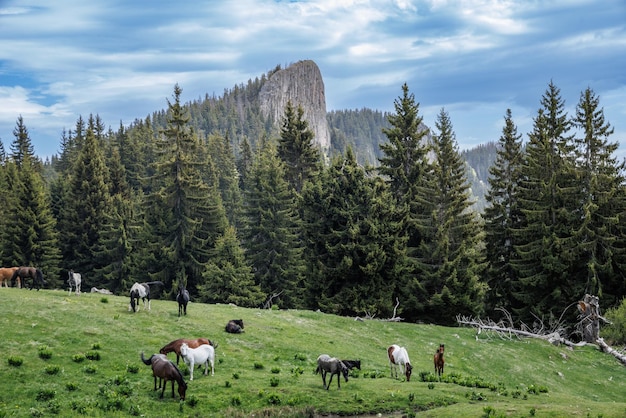 Herd of horses that eat grass drink water and graze in meadow with fir trees against backdrop of mountains and sky