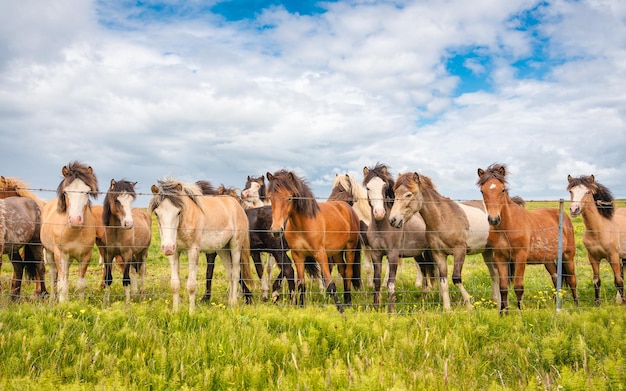 Herd of Icelandic horses standing on the field in the farm of scenic landscape of iceland