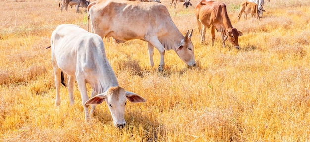 A herd of indigenous brown cows eating hay in rural meadowHerd of cows graze in grasslands in hilly